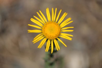Grindelia inuloides, photographed by José Belem Hernández Díaz