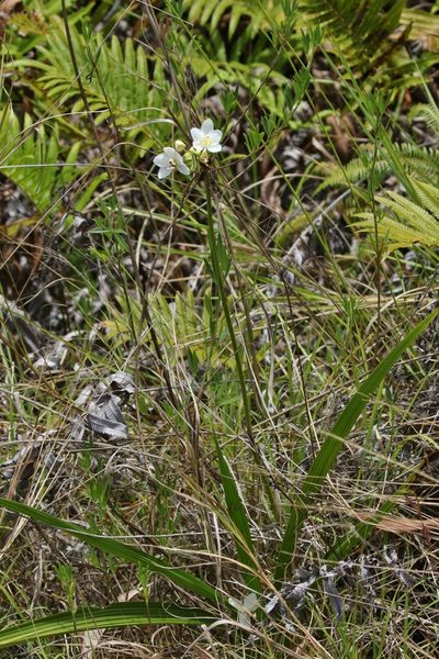 Spathoglottis micronesiaca, photographed by Thibaud Aronson