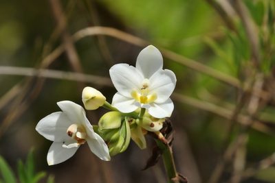 Spathoglottis micronesiaca, photographed by Thibaud Aronson