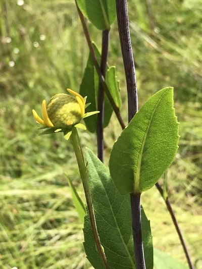 Rudbeckia scabrifolia, photographed by Laura Clark