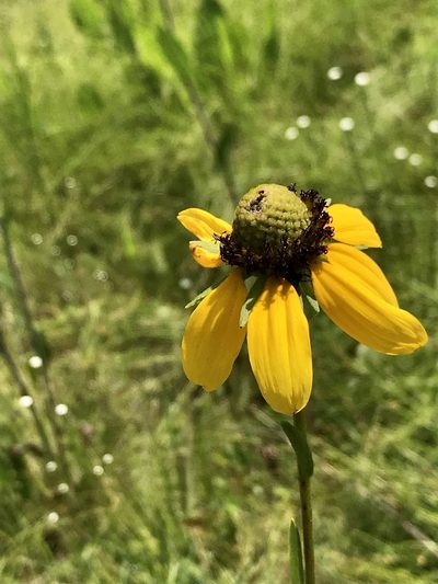 Rudbeckia scabrifolia, photographed by Laura Clark