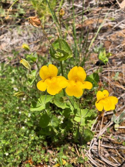 Erythranthe corallina, photographed by Arvel Hernandez
