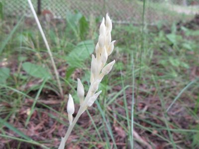Cephalanthera austiniae, photographed by Anna
