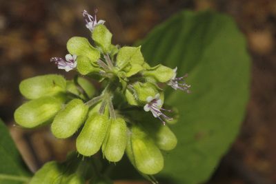 Ocimum campechianum, photographed by Juan Cruzado Cortés