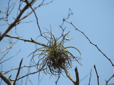 Tillandsia exserta, photographed by Francisco Farriols Sarabia