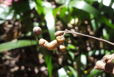 Hovenia dulcis, photographed by alessandradalia