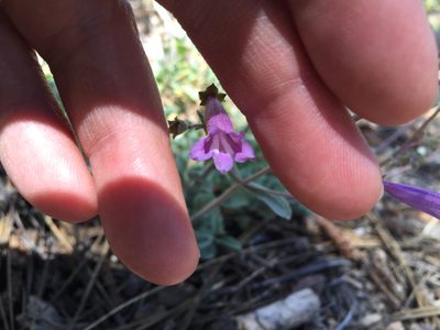 Penstemon caesius, photographed by Lynn Sweet