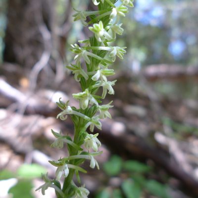 Platanthera transversa, photographed by John Hibbard