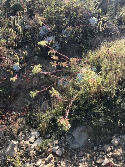 Dudleya candida, photographed by Sula Vanderplank