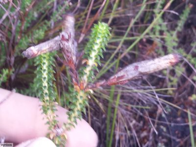 Erica aristata, photographed by Chris Vynbos