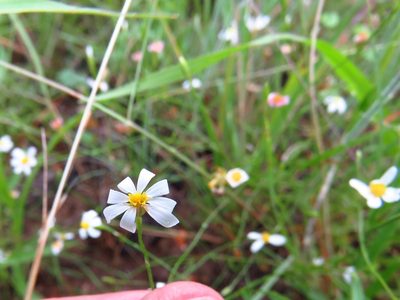 Chaetopappa asteroides, photographed by Annika Lindqvist