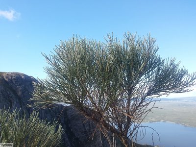 Psoralea pullata, photographed by Chris Vynbos