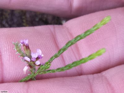Stoebe ericoides, photographed by Chris Vynbos