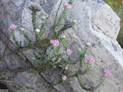 Metalasia cymbifolia, photographed by Chris Vynbos