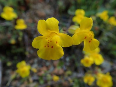 Erythranthe microphylla, photographed by Randal