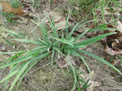Carex glaucodea, photographed by Chris Hoess
