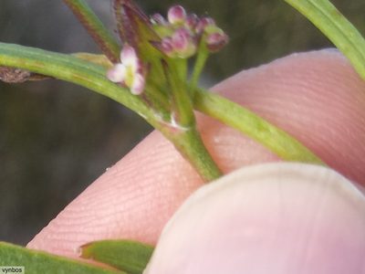 Centella rupestris, photographed by Chris Vynbos