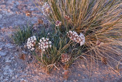 Abronia bigelovii, photographed by Cecelia Alexander