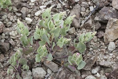 Atriplex saccaria, photographed by Cecelia Alexander