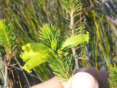 Erica viscaria, photographed by Chris Vynbos