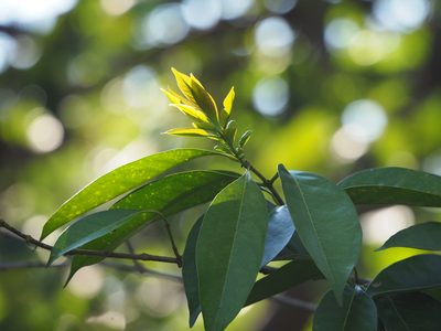 Chengiodendron matsumuranum, photographed by 葉子