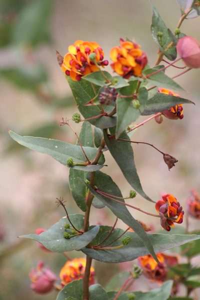 Daviesia cordata, photographed by Sean Frey