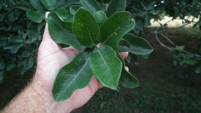 Ficus stuhlmannii, photographed by Shaun Swanepoel