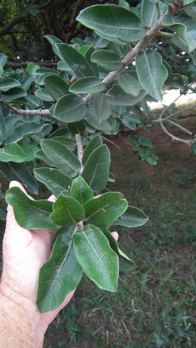 Ficus stuhlmannii, photographed by Shaun Swanepoel