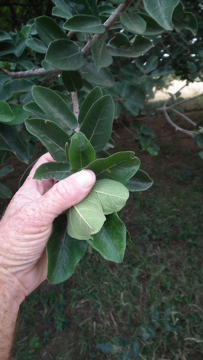 Ficus stuhlmannii, photographed by Shaun Swanepoel