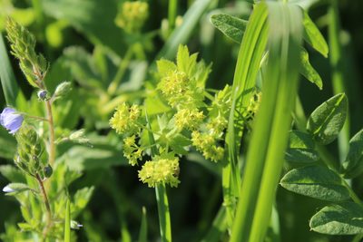 Alchemilla subcrenata, photographed by Dmitriy Bochkov