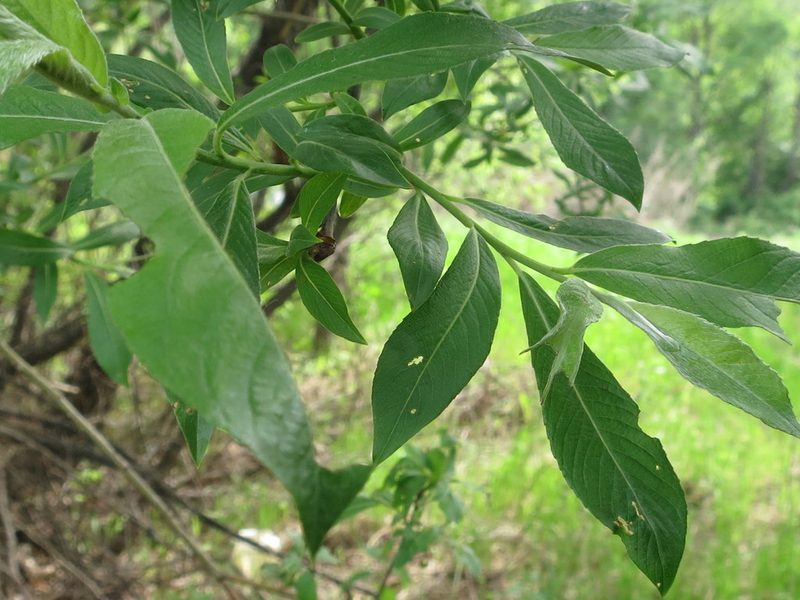 Salix gracilistyla, photographed by Repina Tatyana