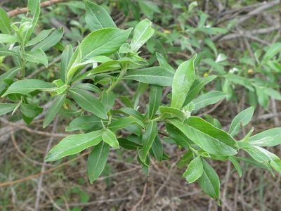 Salix gracilistyla, photographed by Repina Tatyana