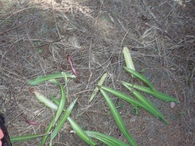 Eucomis comosa, photographed by Jenny Christianson
