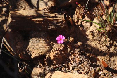 Oxalis eckloniana, photographed by Tony Rebelo