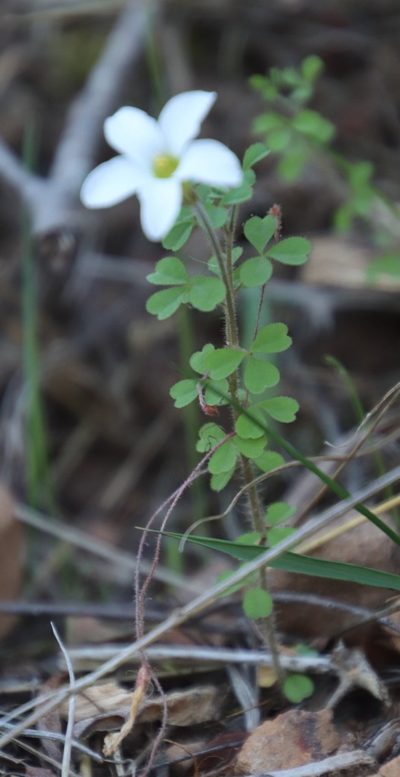 Oxalis ebracteata, photographed by Tony Rebelo