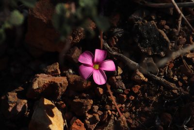 Oxalis eckloniana, photographed by Tony Rebelo