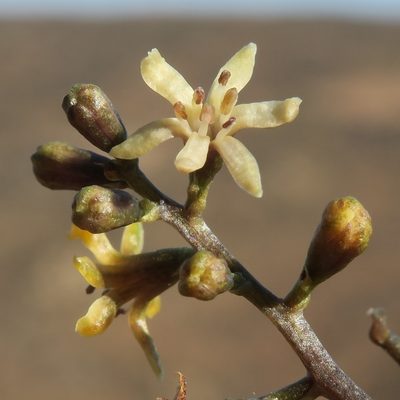 Dioscorea elephantipes, photographed by Kevin Murray