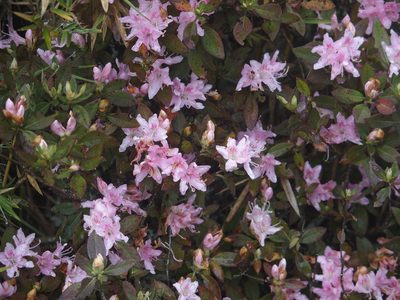 Rhododendron rubropilosum, photographed by Jerome Ko
