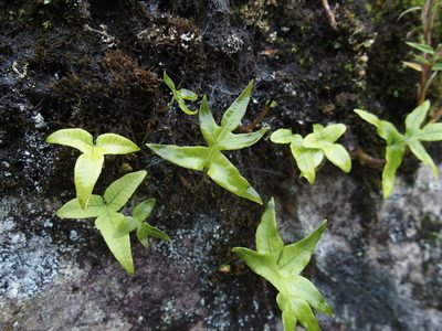 Selliguea quasidivaricata, photographed by Jerome Ko