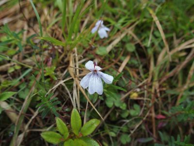 Viola formosana, photographed by Jerome Ko