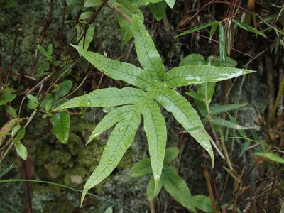 Selliguea quasidivaricata, photographed by Jerome Ko
