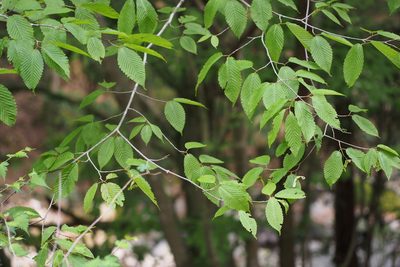 Acer carpinifolium, photographed by harum.koh