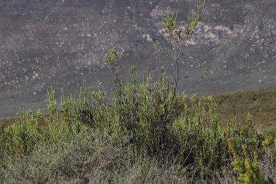 Leucadendron stellare, photographed by Tony Rebelo