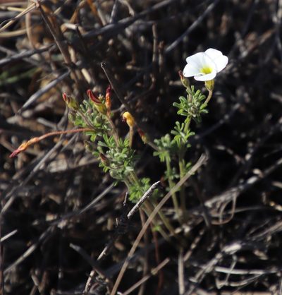 Oxalis multicaulis, photographed by Tony Rebelo