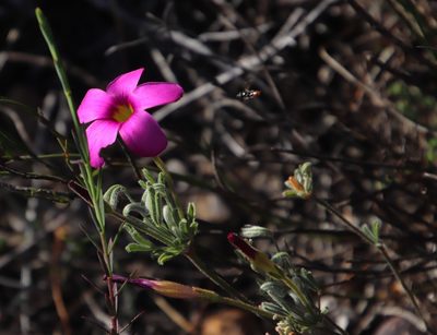 Oxalis droseroides, photographed by Tony Rebelo