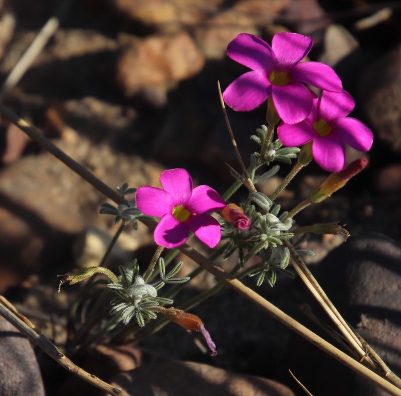 Oxalis droseroides, photographed by Tony Rebelo