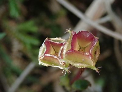 Sarcopyramis napalensis, photographed by Nolan Exe