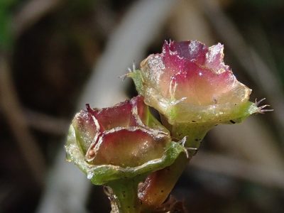 Sarcopyramis napalensis, photographed by Nolan Exe