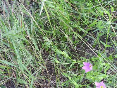 Hydrogalium claytonii, photographed by Sam Kieschnick