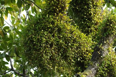 Bulbophyllum clandestinum, photographed by Thibaud Aronson